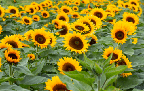 A vibrant field of sunflowers with bright yellow petals and dark centers, surrounded by lush green leaves.