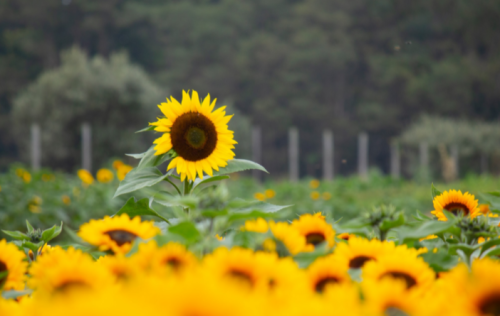 A vibrant field of sunflowers with one tall sunflower standing out against a blurred green background.