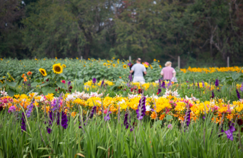 Two people walk through a vibrant flower field filled with sunflowers and colorful blooms.