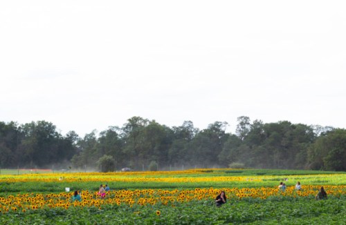 A vibrant field of sunflowers with people tending to the plants under a cloudy sky.