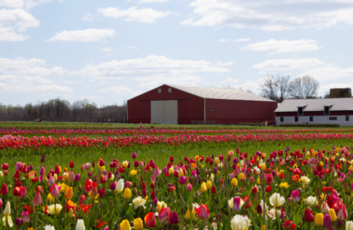 A vibrant field of colorful tulips in bloom, with a red barn and blue sky in the background.