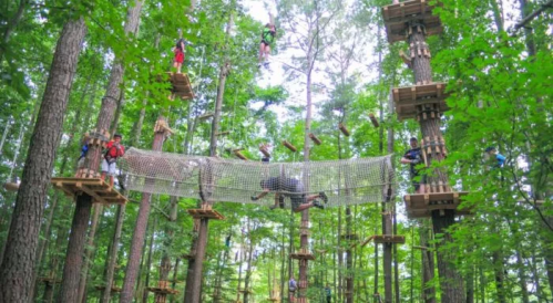 A treetop adventure course with people navigating obstacles and climbing among trees in a lush forest.