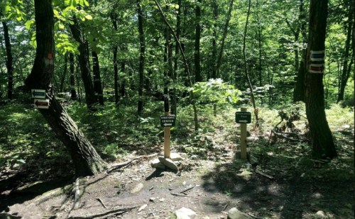 A wooded area with trail signs indicating directions, surrounded by lush green foliage and trees.
