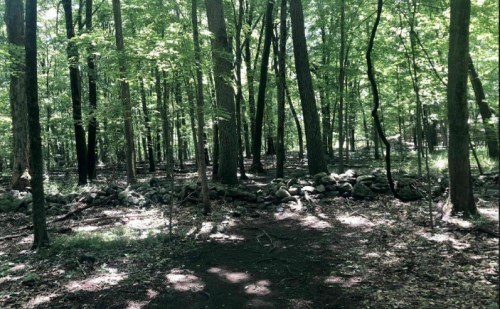 A serene forest scene with tall trees and a stone wall, dappled sunlight filtering through lush green leaves.
