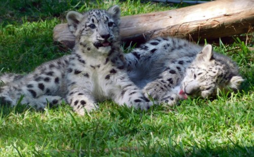 Two playful snow leopard cubs lounging on green grass, one licking its paw while the other looks on.