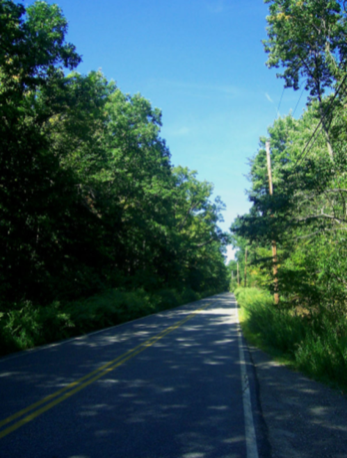 A quiet, tree-lined road under a clear blue sky, with green foliage on both sides.