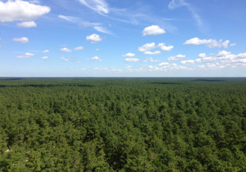 A vast green forest stretches under a blue sky with scattered clouds, showcasing a serene natural landscape.