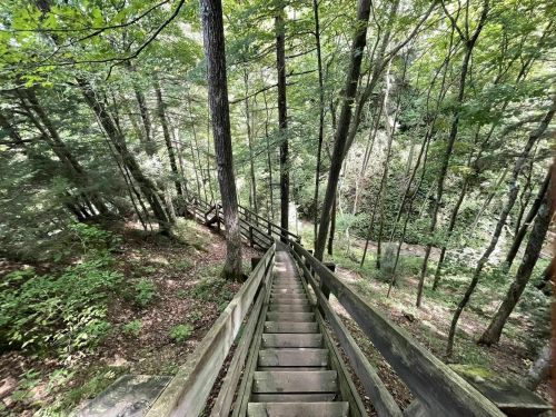 A wooden staircase descends through a lush green forest, surrounded by tall trees and dense foliage.