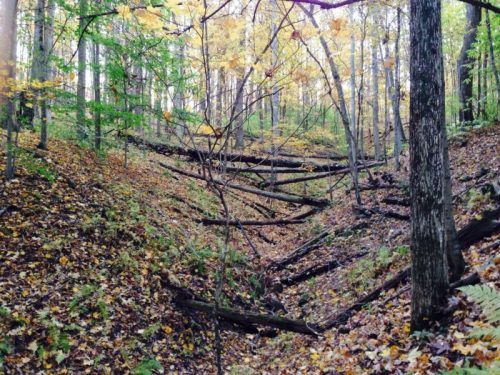 A serene forest scene with fallen logs and colorful autumn leaves scattered on the ground among tall trees.