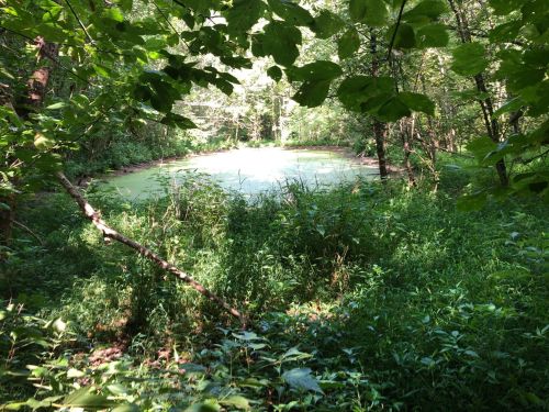 A serene pond surrounded by lush greenery and trees, with sunlight filtering through the leaves.