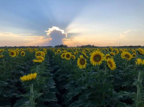 A field of sunflowers under a colorful sunset with clouds in the background.