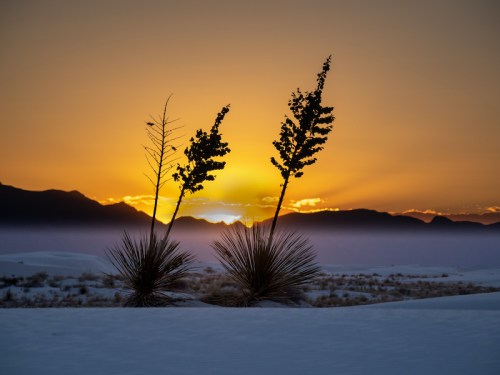 Silhouetted plants against a vibrant sunset over mountains, with soft fog covering the landscape.