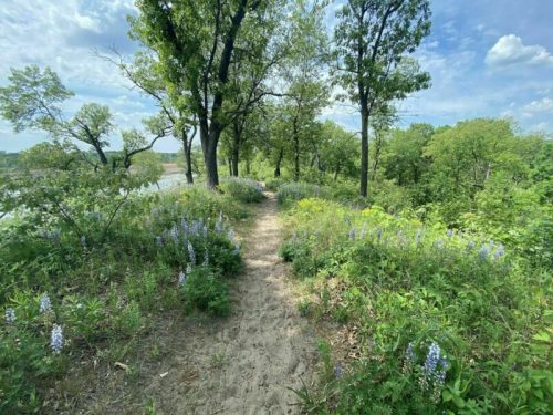 A sandy path winds through lush greenery and wildflowers under a blue sky with scattered clouds.