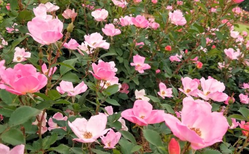 A vibrant garden filled with blooming pink roses among lush green leaves.
