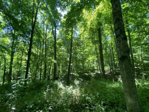 Lush green forest with tall trees and dappled sunlight filtering through the leaves.