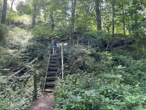 A person climbs wooden stairs through a lush, green forest with dense foliage surrounding the path.