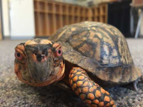 A close-up of a turtle with a patterned shell and bright eyes, crawling on a carpeted surface.