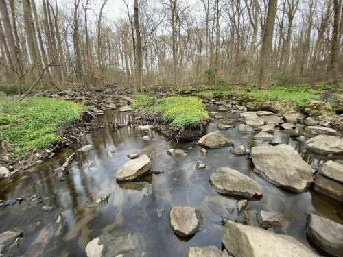 A serene forest stream with smooth stones and patches of green vegetation, surrounded by bare trees.
