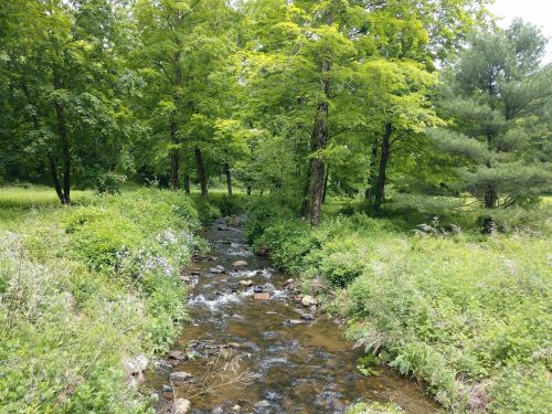 A serene stream flows through a lush green landscape, surrounded by trees and vibrant foliage.