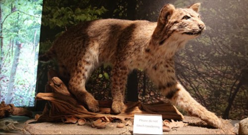 A taxidermy bobcat displayed on a naturalistic base, set against a forest backdrop. A sign reads, "Please do not touch."