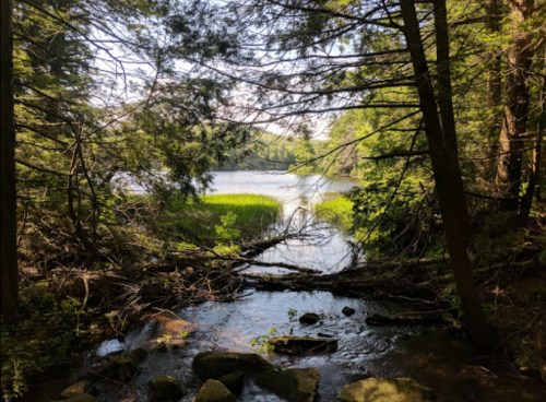 A serene forest scene with a calm lake surrounded by trees and greenery, featuring rocks and fallen branches in the foreground.
