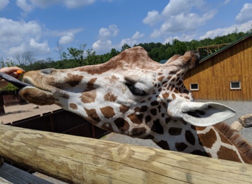 A close-up of a giraffe with its mouth open, reaching over a wooden fence on a sunny day.