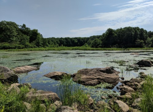 A serene wetland scene with rocks, lush greenery, and a calm water surface reflecting the sky.