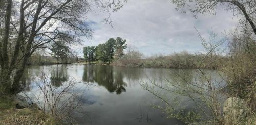 A serene pond surrounded by trees and shrubs, reflecting the cloudy sky and greenery.
