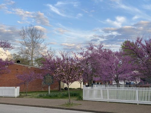 A peaceful scene featuring blooming pink trees, a historical marker, and a white picket fence under a blue sky.