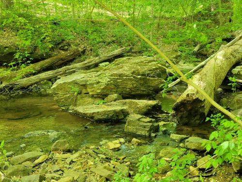 A serene forest scene featuring a rocky stream surrounded by lush green foliage and fallen logs.