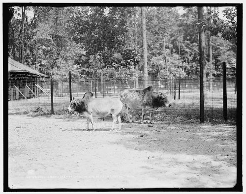 Two animals standing in a fenced area with trees in the background, captured in black and white.