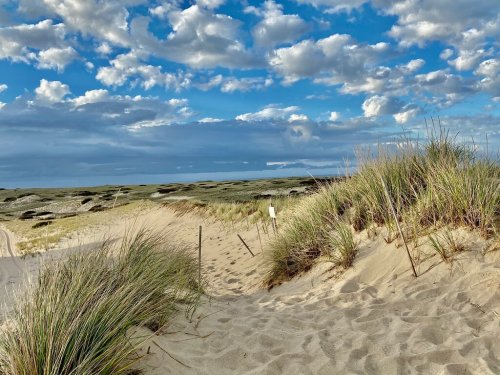 A sandy path leads through tall grass dunes under a blue sky with fluffy clouds.