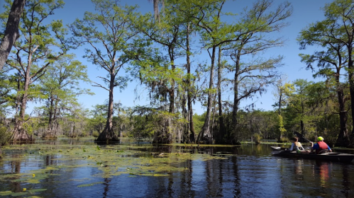 Two people kayak through a serene, lush swamp with tall trees and lily pads under a clear blue sky.