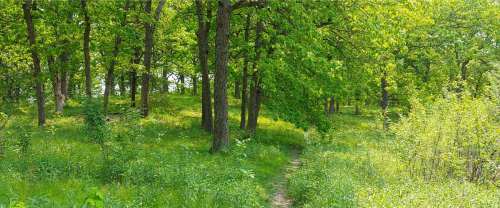 A lush green forest with tall trees and a winding path through vibrant grass and foliage.
