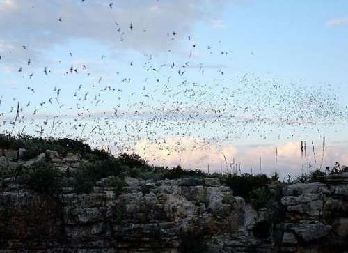 A flock of birds takes flight against a cloudy sky, with rocky terrain and greenery in the foreground.