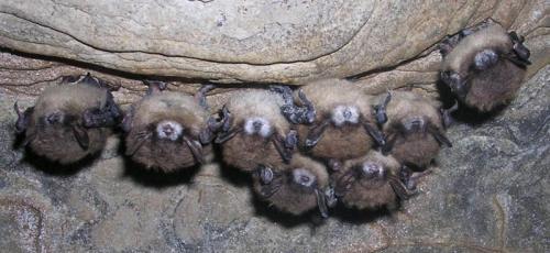 A group of bats hanging upside down from a rocky surface in a cave.