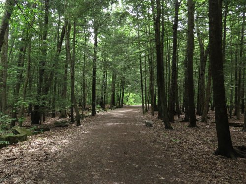 A serene forest path surrounded by tall green trees and scattered leaves on the ground.
