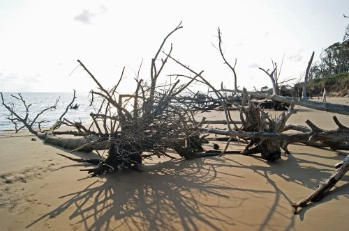 Driftwood and branches scattered on a sandy beach, with the ocean and a cloudy sky in the background.