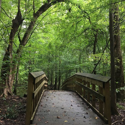 A wooden bridge leads through a lush, green forest with dense trees and foliage.