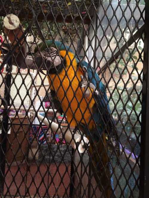 A colorful macaw perched on a branch inside a cage, with vibrant blue and yellow feathers.