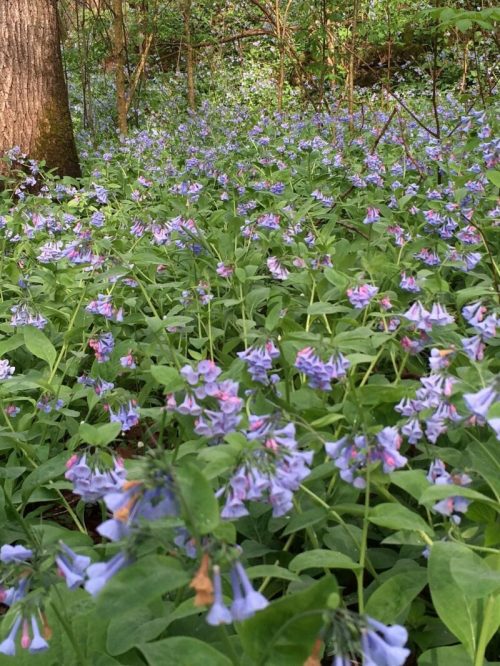 A lush forest scene filled with clusters of bluebell flowers blooming among green foliage.