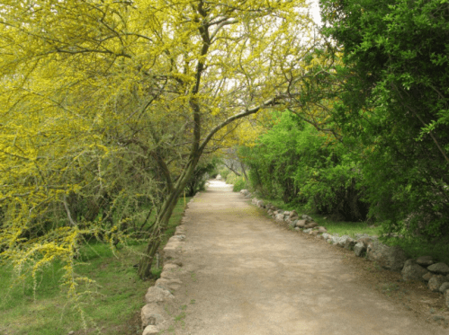 A serene pathway lined with vibrant yellow and green trees, leading into a lush, natural landscape.
