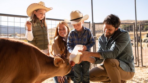 A family with two children feeds a calf in a farm setting, wearing cowboy hats and smiling.