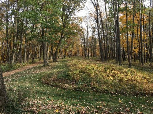 A winding path through a forest with trees displaying autumn colors and fallen leaves on the ground.