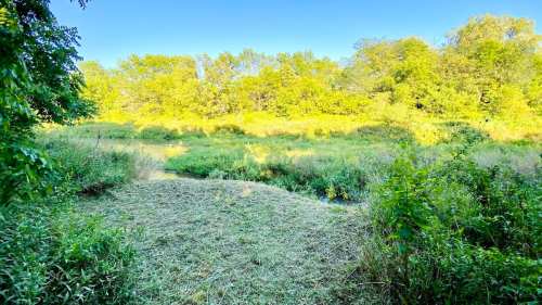 Lush green landscape with tall grass and trees under a clear blue sky, creating a serene natural setting.
