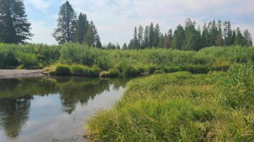 A serene landscape featuring a calm stream surrounded by lush green grass and trees under a clear blue sky.