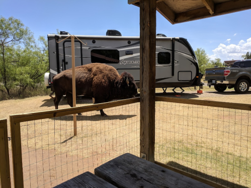 A bison walks near an RV and truck in a sunny outdoor setting with wooden picnic tables in the foreground.