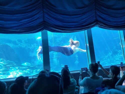 A mermaid swims gracefully behind a glass wall while an audience watches and takes photos.