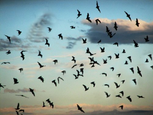 A flock of birds flying against a twilight sky with scattered clouds.