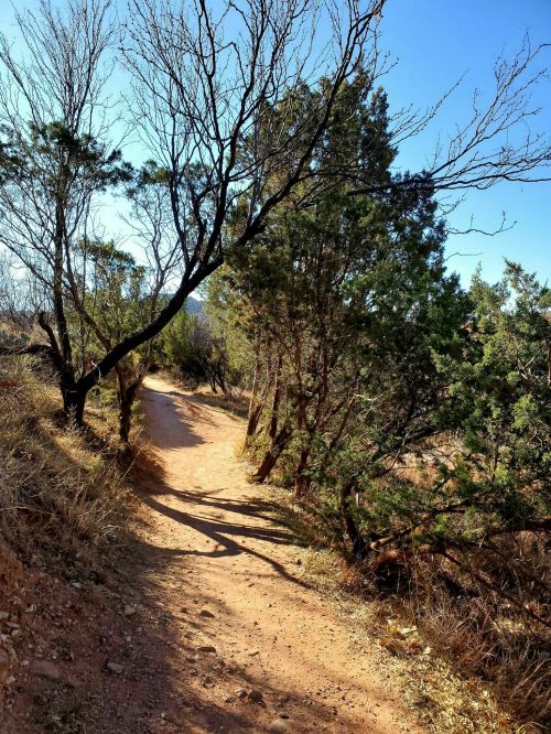 A dirt path winds through trees and shrubs under a clear blue sky, inviting exploration in a natural setting.